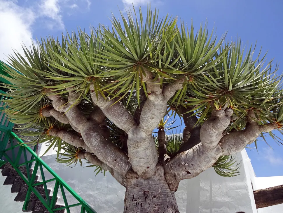 Grene og krone af Dracaena draco mod himlen