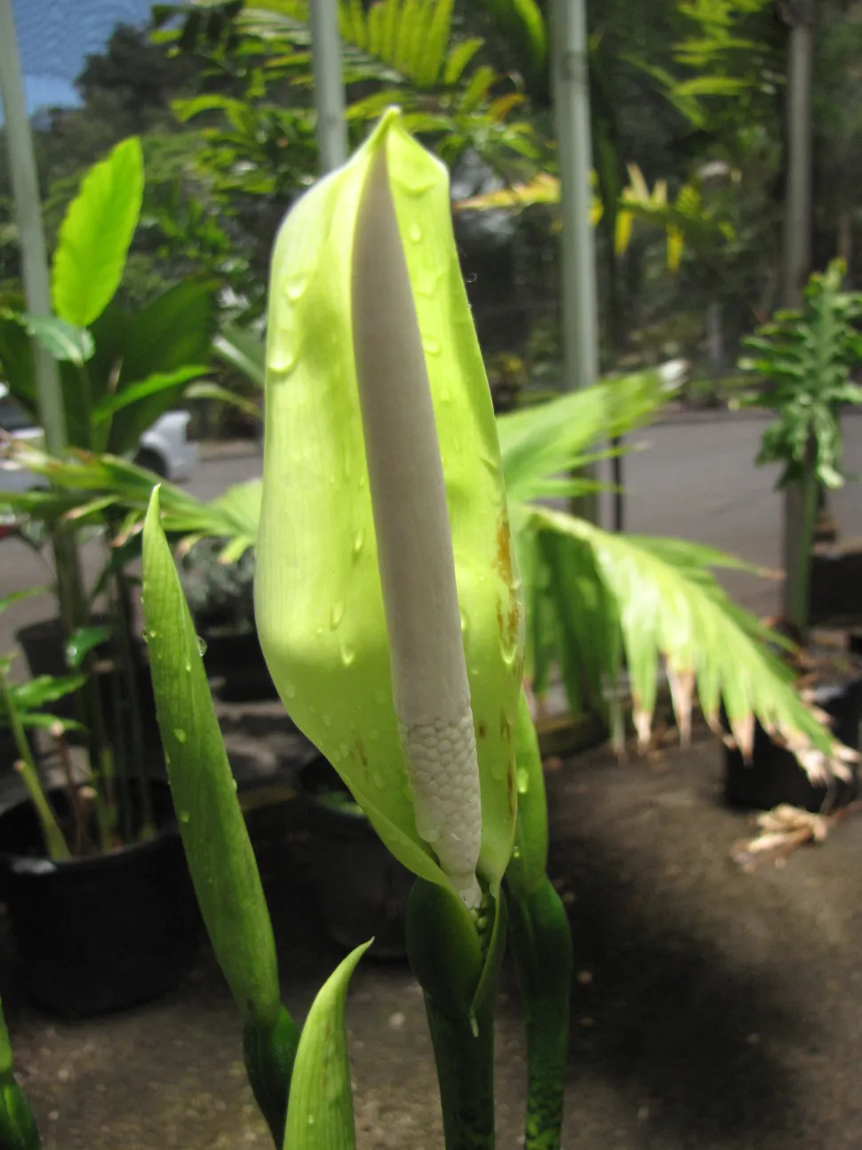Fiore e frutto dell'Alocasia zebrina
