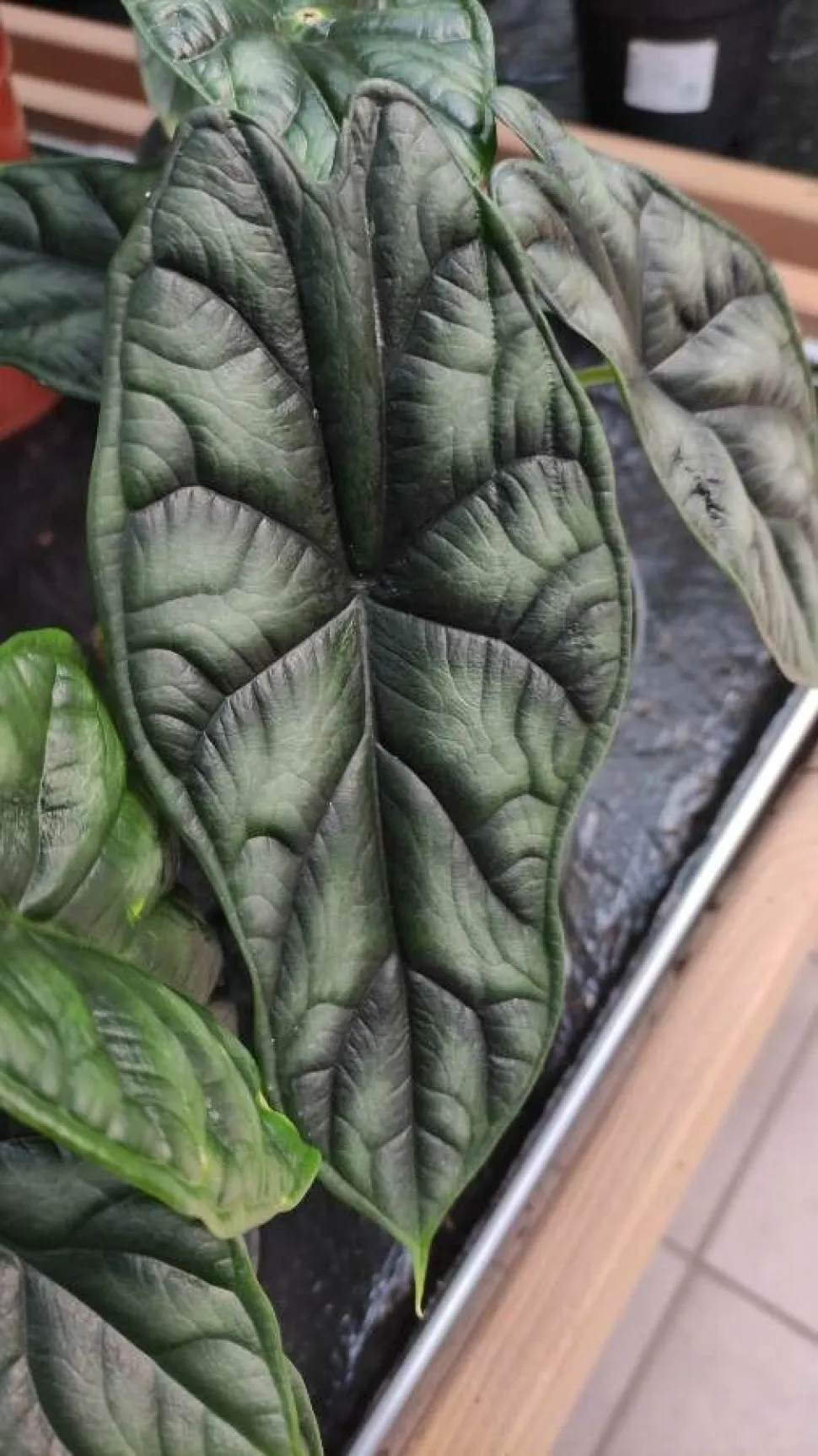 Hoja con venas marcadas Alocasia Dragon Scale