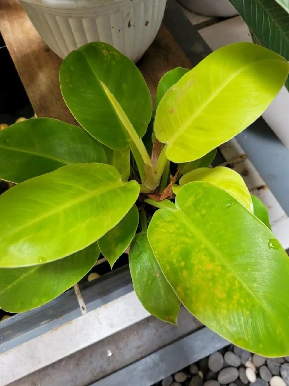 Zitronengrüne Blätter Philodendron Lemon Lime