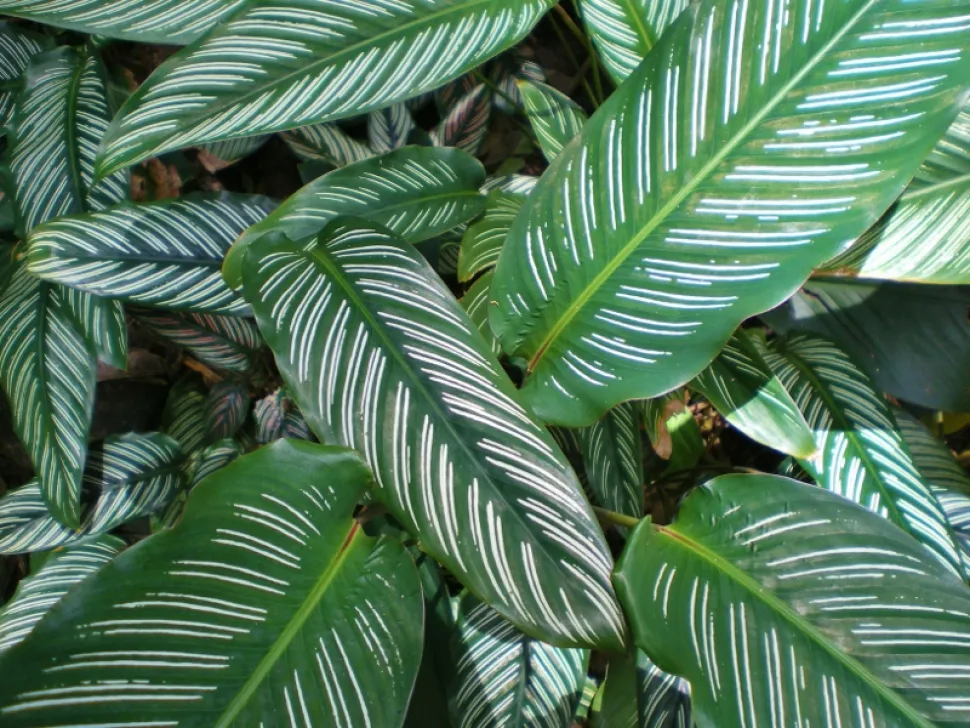 Folhas verdes Goeppertia ornata riscas brancas