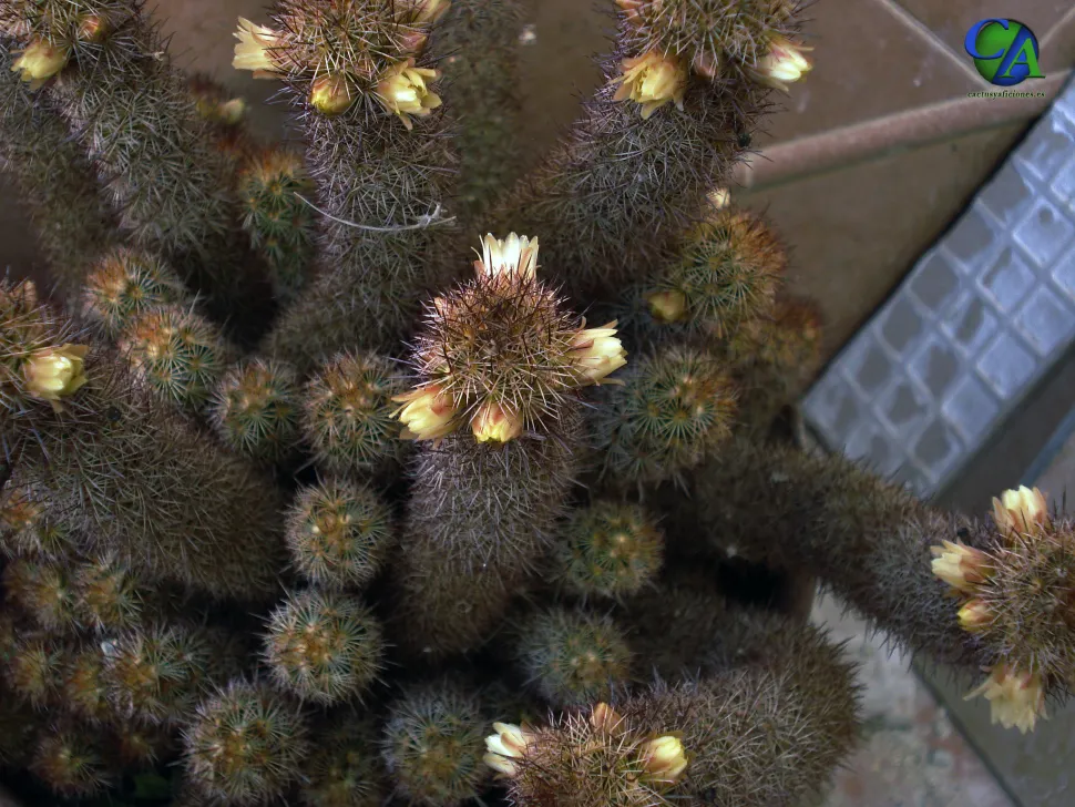 Mammillaria elongata gule blomster