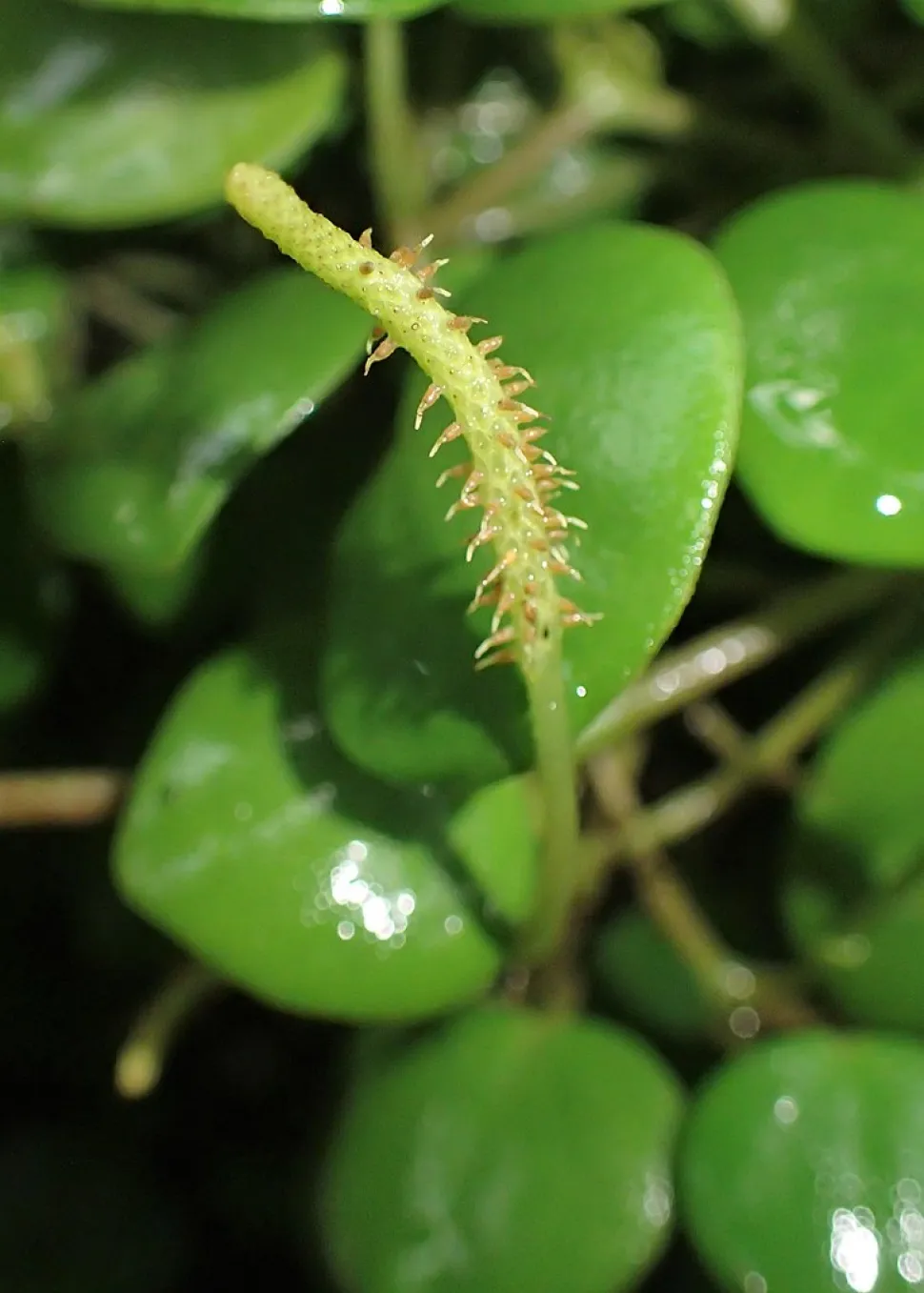 Blüten von Peperomia serpens