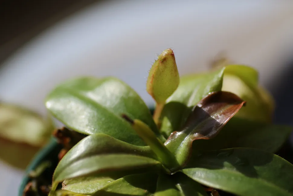 Close-up van Nepenthes Gaya