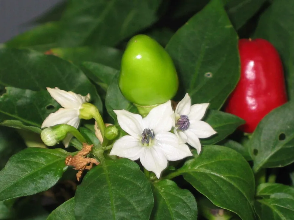 Flores de Capsicum annuum