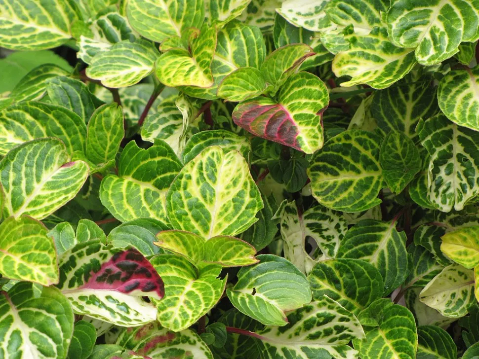 Iriserende løv 'Aureoreticulata'
