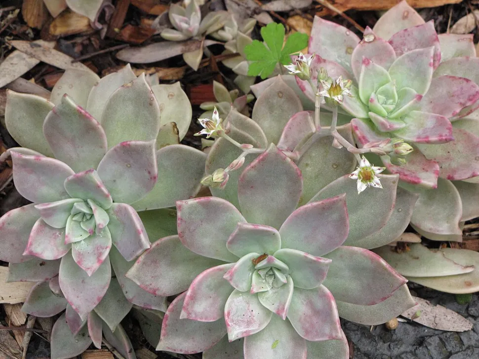 Graptopetalum paraguayense in bloei