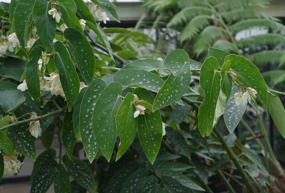 Blade af Begonia maculata Wightii