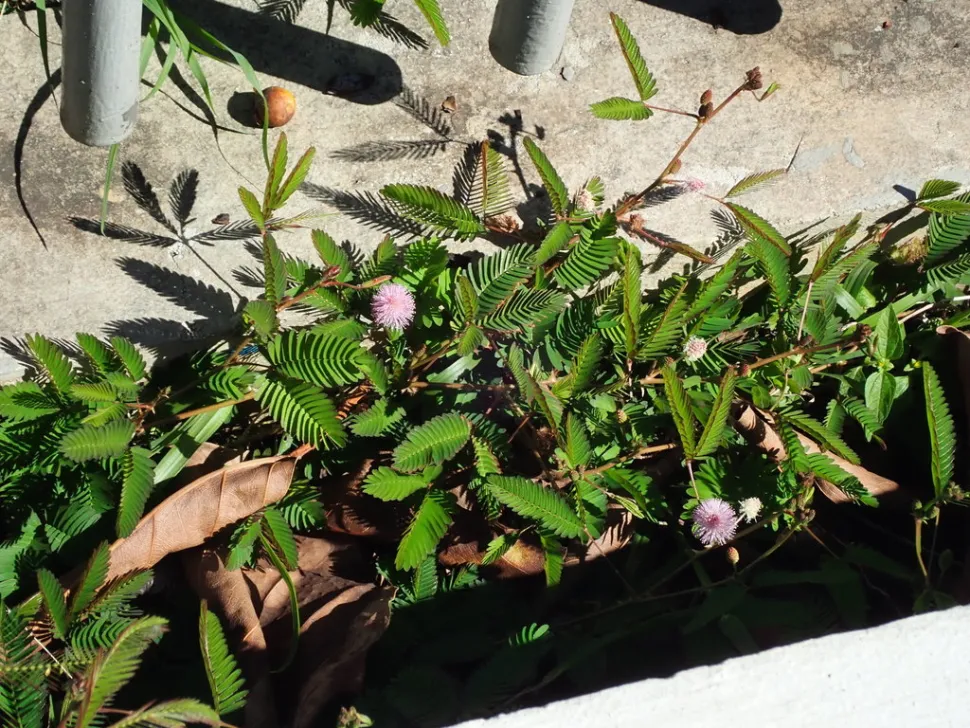 Mimosa pudica plantenbak