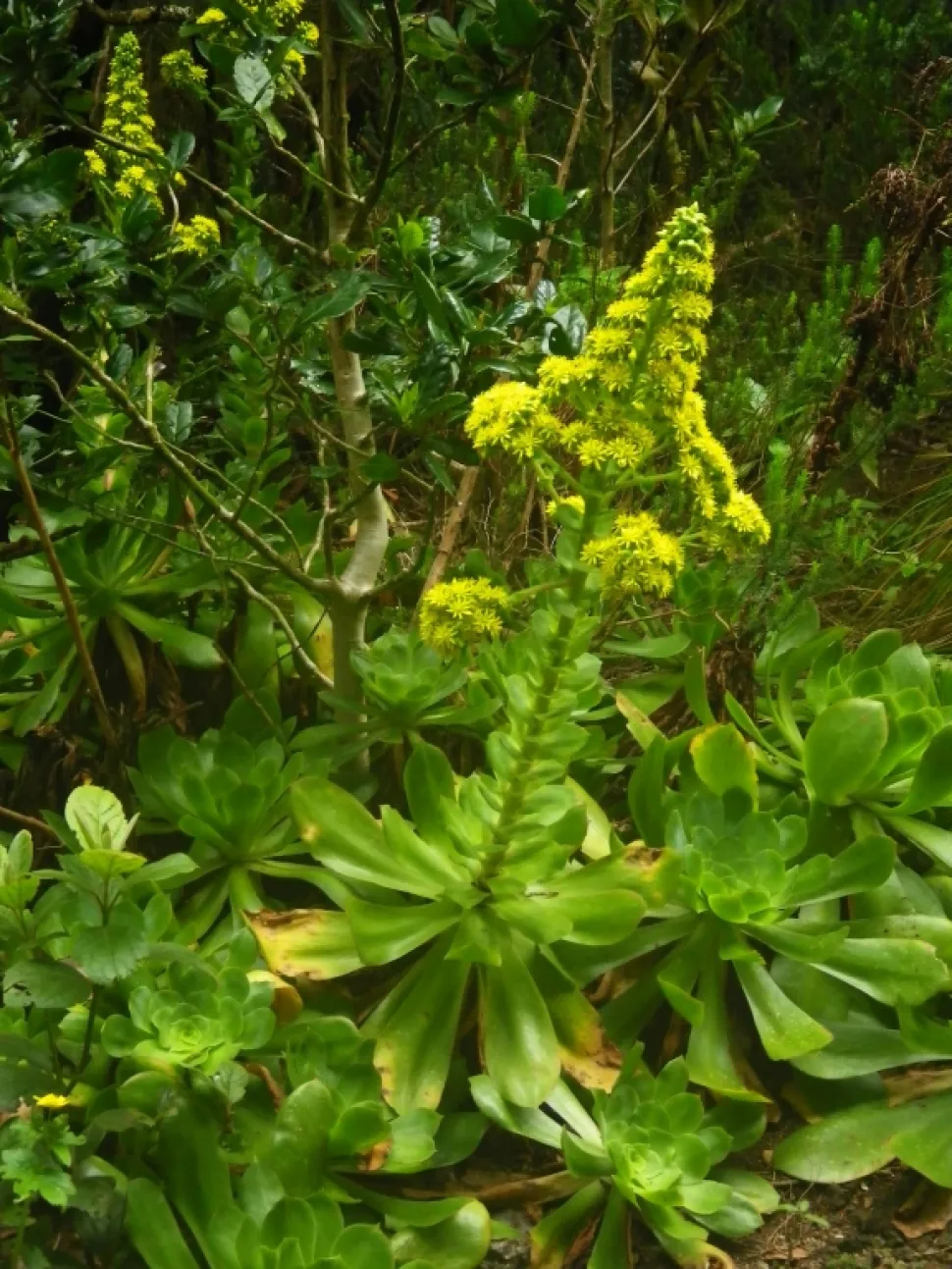 Aeonium cuneatum in bloei