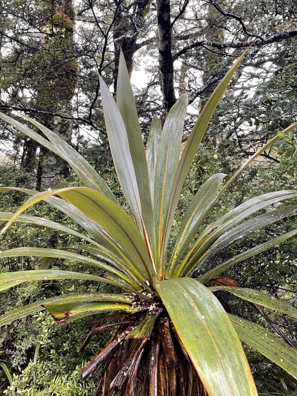 Blade rød grøn gul Cordyline indivisa