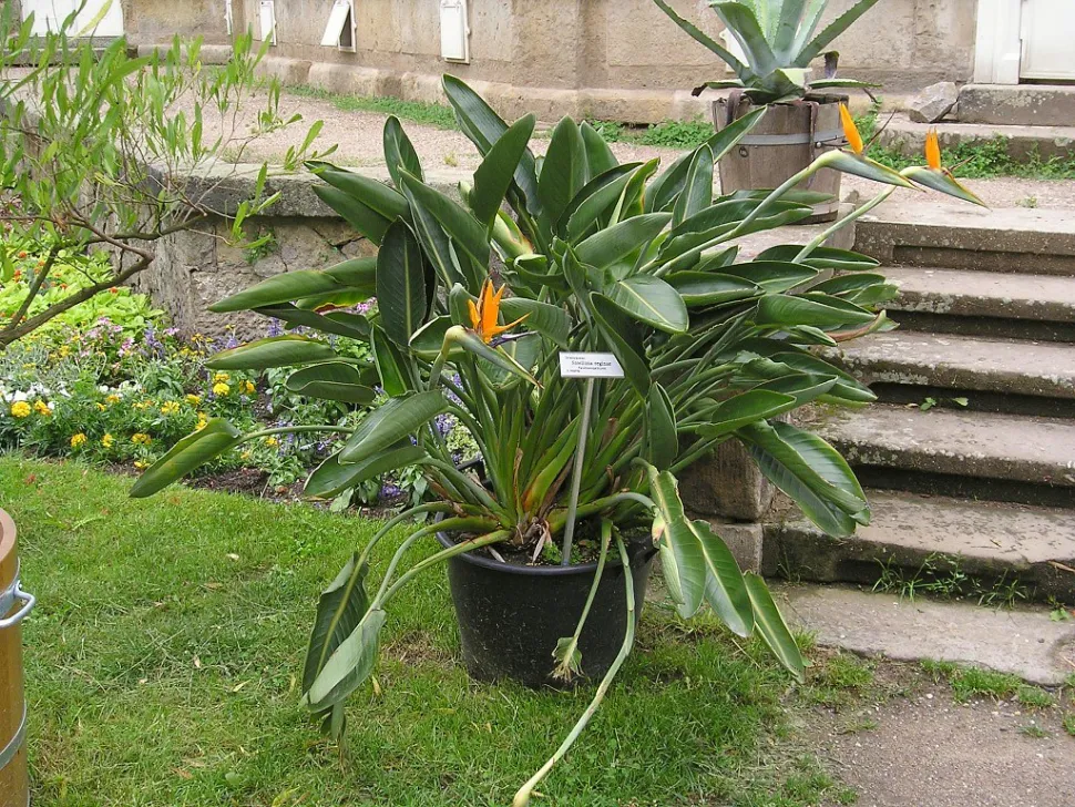 Paradisfugl i en potte