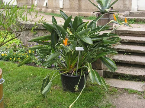 Paradisfugl i en potte