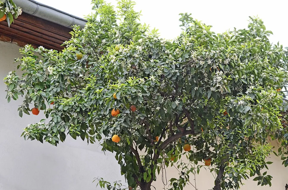 Citrus aurantium i jorden