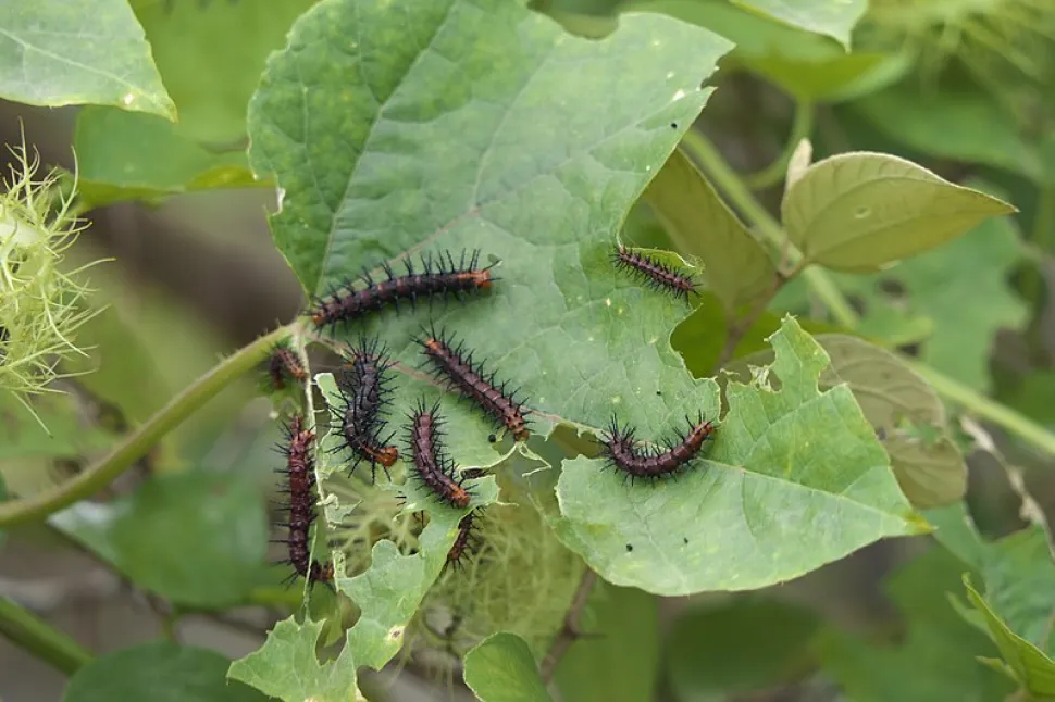 Verschillende rupsen op een blad