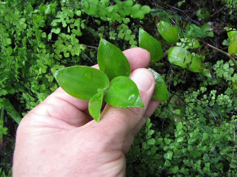 Foglie verdi di Tradescantia fluminensis (lucciola del Rio)