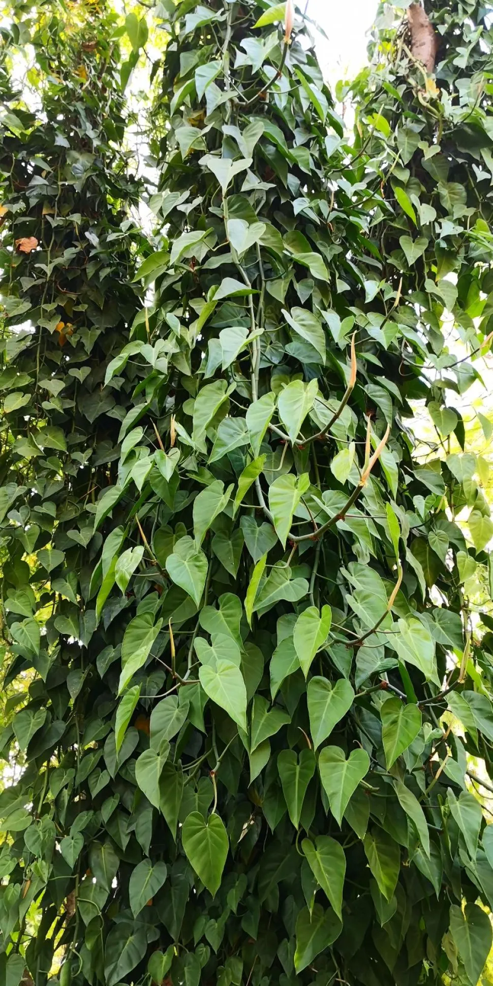 Filodendro selvatico hederaceum