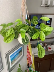 Maranta Lemon Lime en suspension