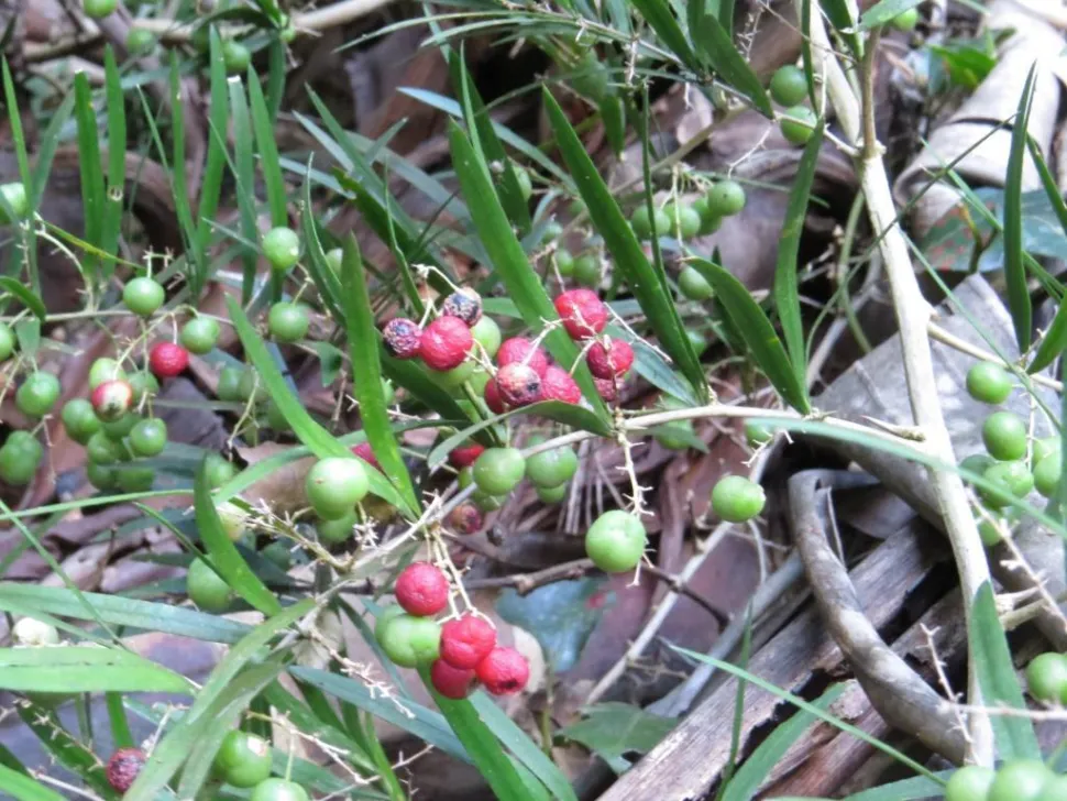 Giftige Beeren von Asparagus falcatus