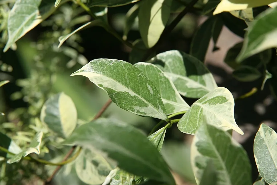 Gelsomino stellato a fogliame variegato
