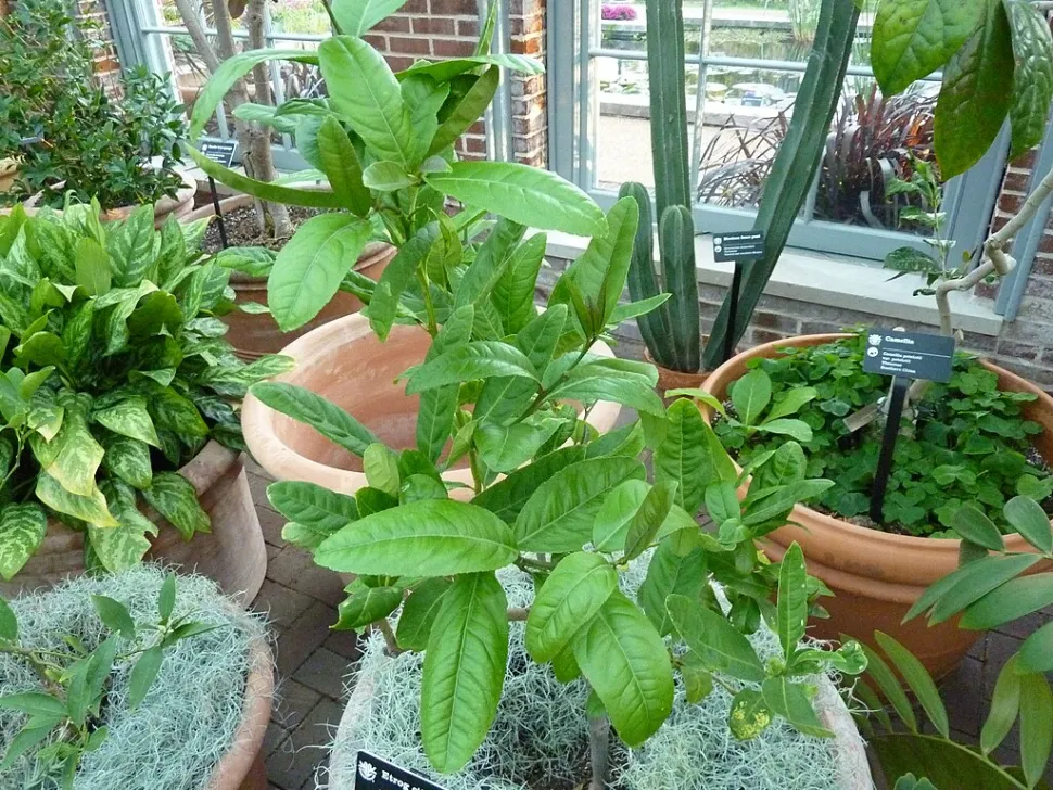 Citrus medica im Topf