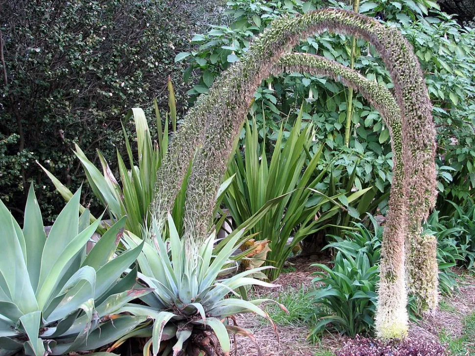 Buet blomsterstand Agave attenuata