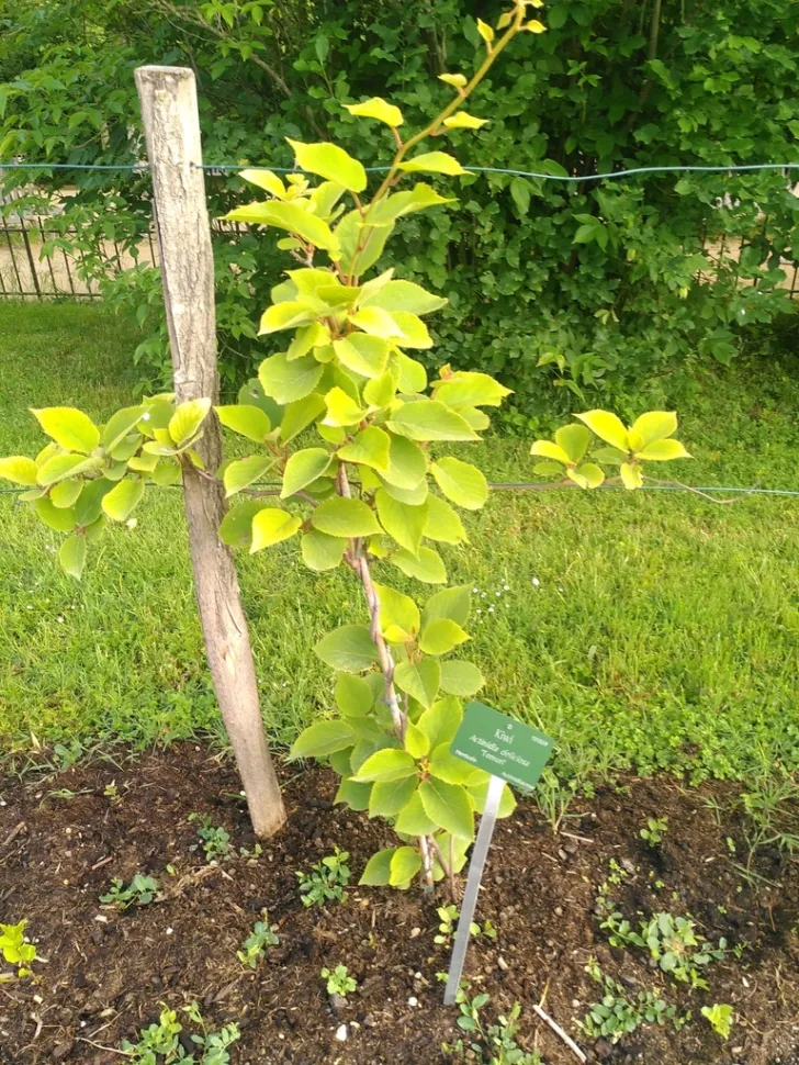 Actinidia deliciosa (green kiwi) grown in the ground