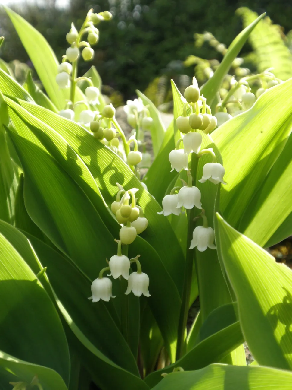 Giglio di maggio Convallaria majalis