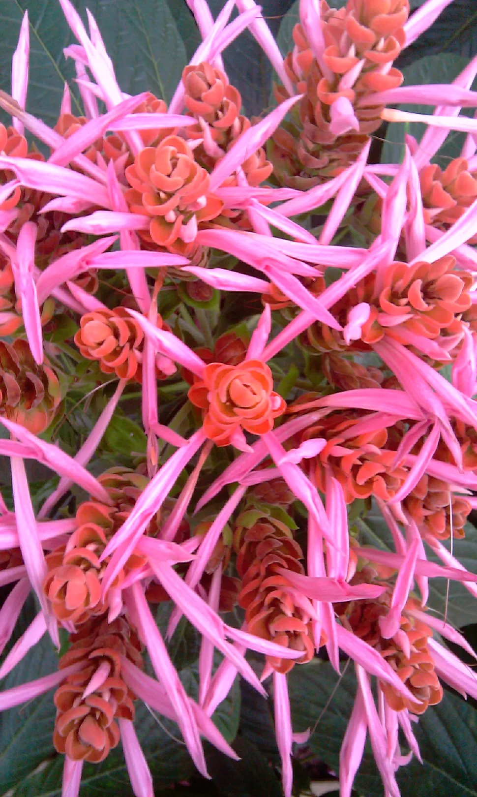Blomster Aphelandra sinclairiana nærbillede