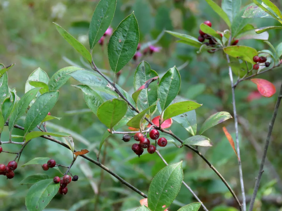 Røde bær Aronia arbutifolia