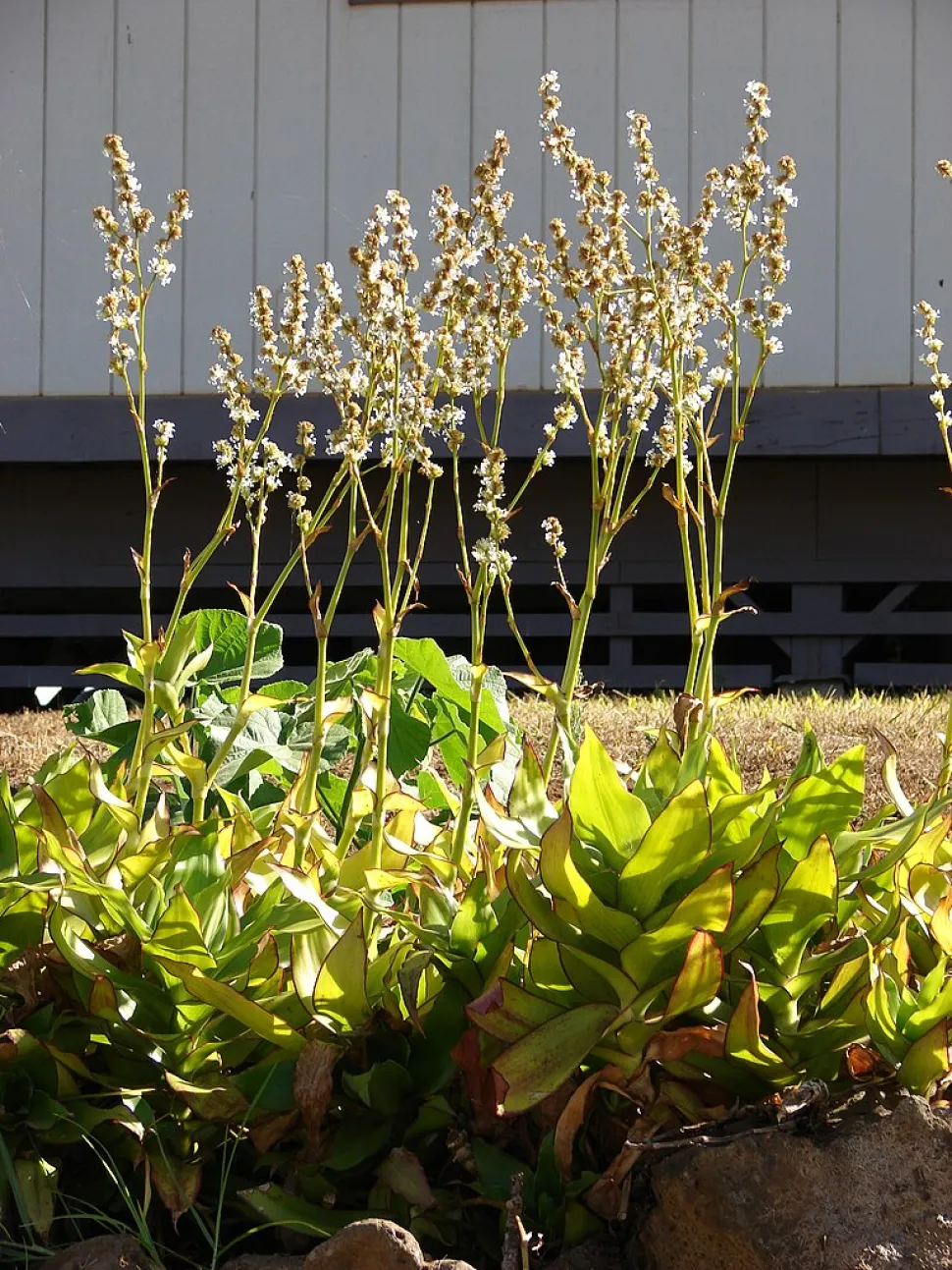 Callisia fragrans in bloei