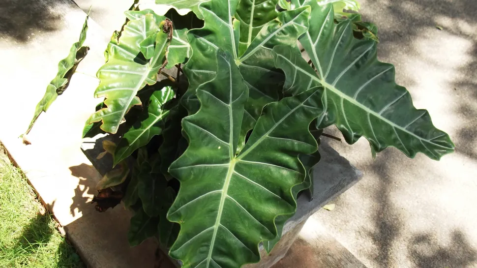 Karakteristiek blad van Alocasia sanderiana
