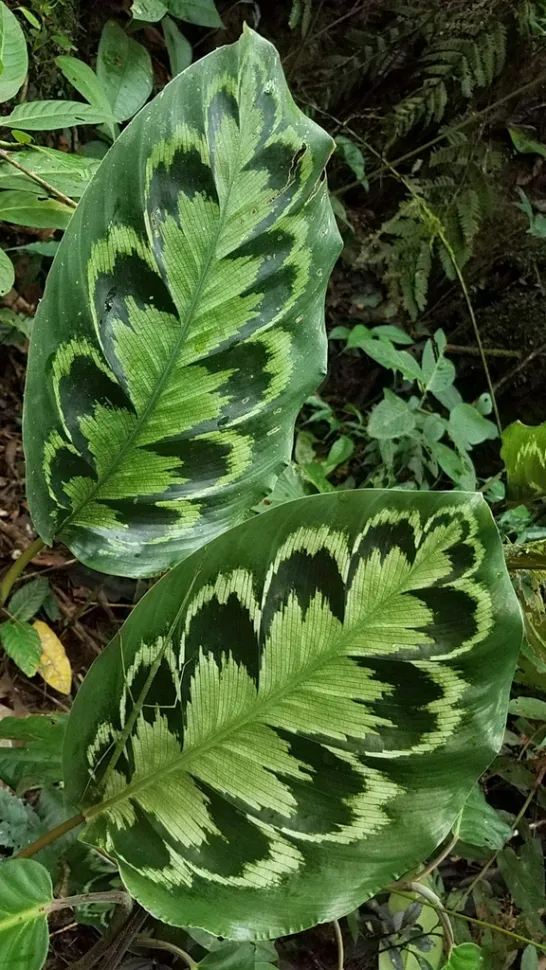 Laub Goeppertia veitchiana