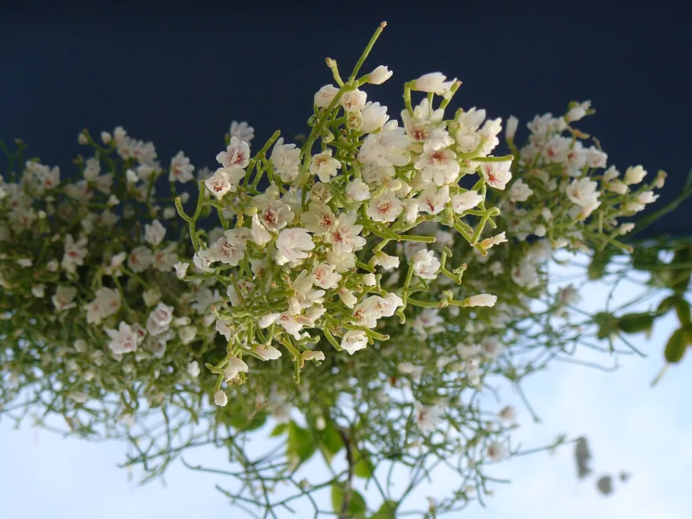 Bloemen van Rhipsalis cereuscula