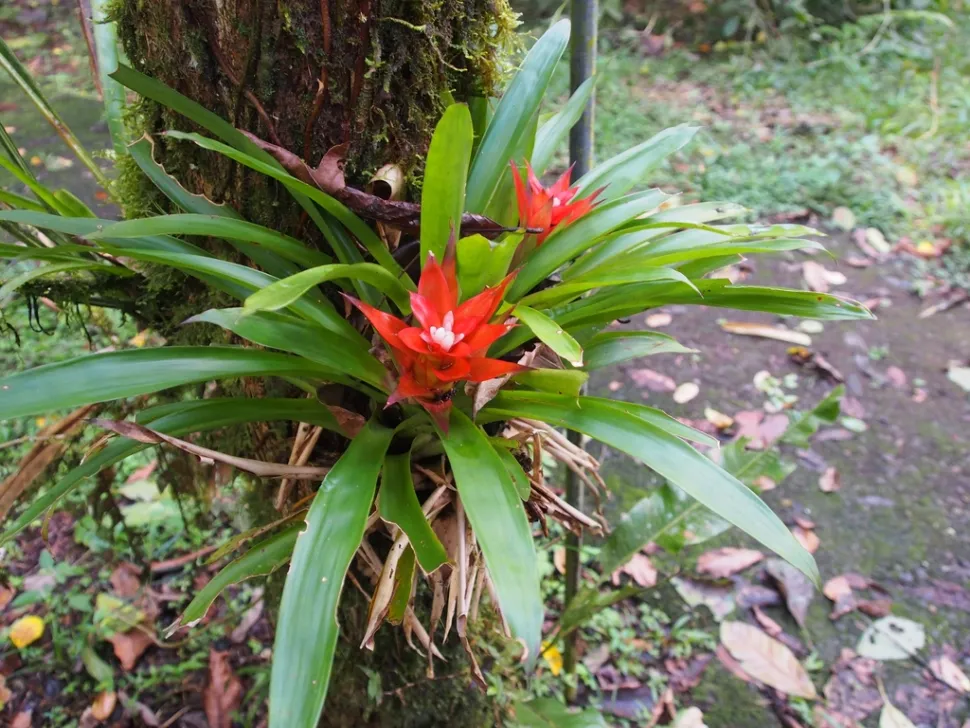 Guzmania lingulata epífita