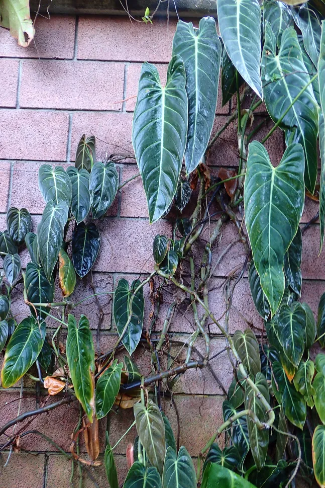 Philodendron grimpant Black Gold