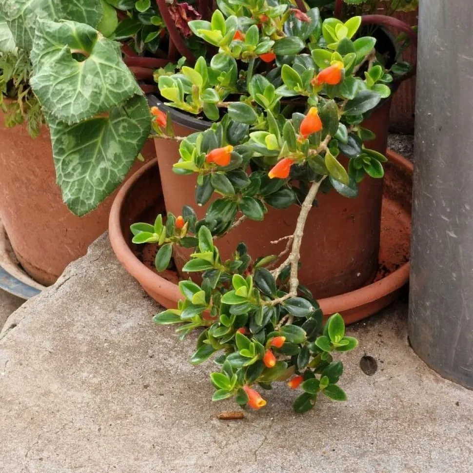 Nematanthus 'Jungle Lights' en pot