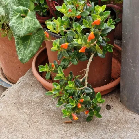 Nematanthus 'Jungle Lights' i potte