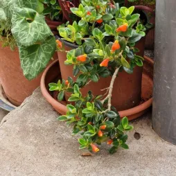 Nematanthus 'Jungle Lights' im Topf