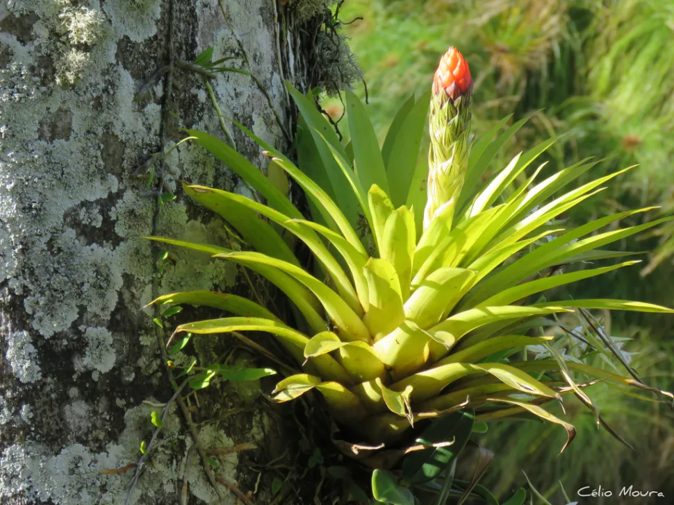 Guzmania monostachia creciendo en un árbol