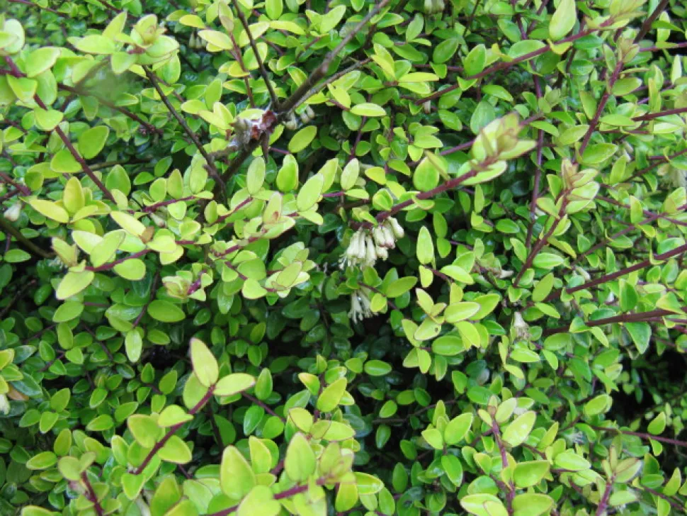 Caprifoglio da fiore Lonicera nitida