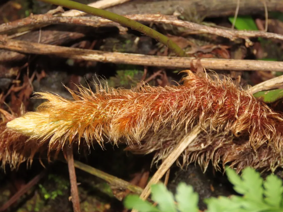 Rhizome von Davallia trichomanoides