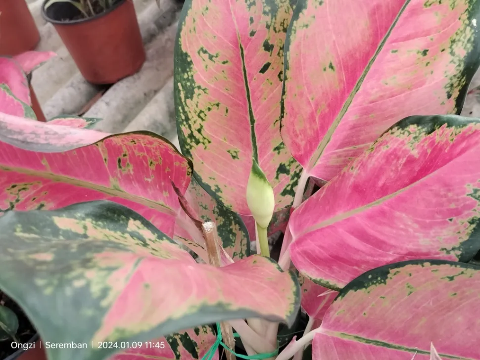 Fiore e foglie Aglaonema 'Suksom