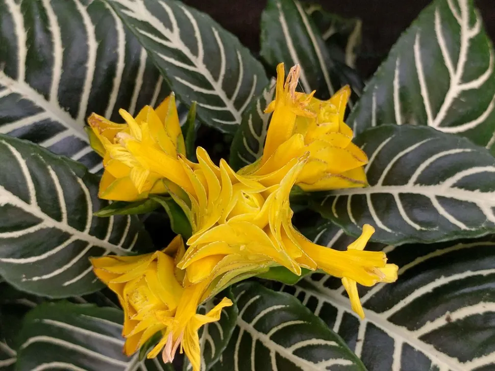 Espiga floral Aphelandra Dania
