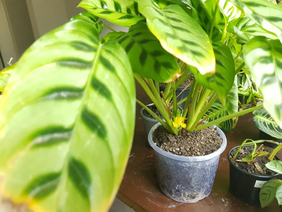 Calathea leopardina in vaso