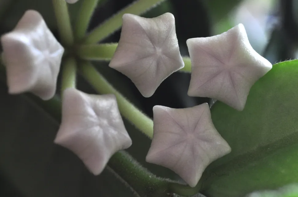 Flor de capullo de estrella rosa pálido