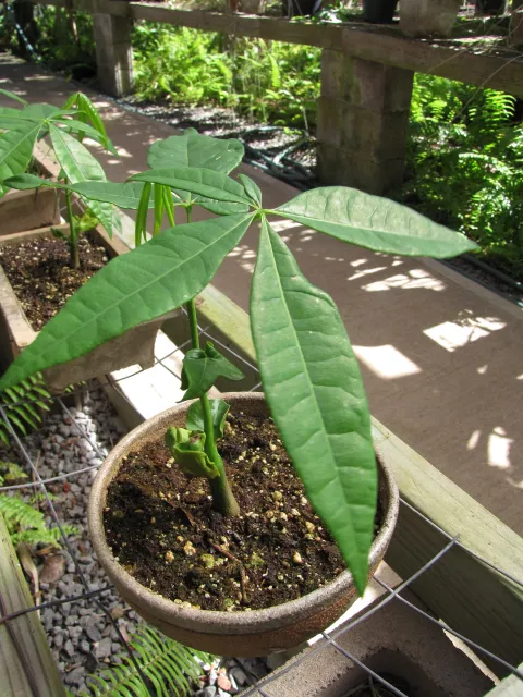Pachira aquatica in pot
