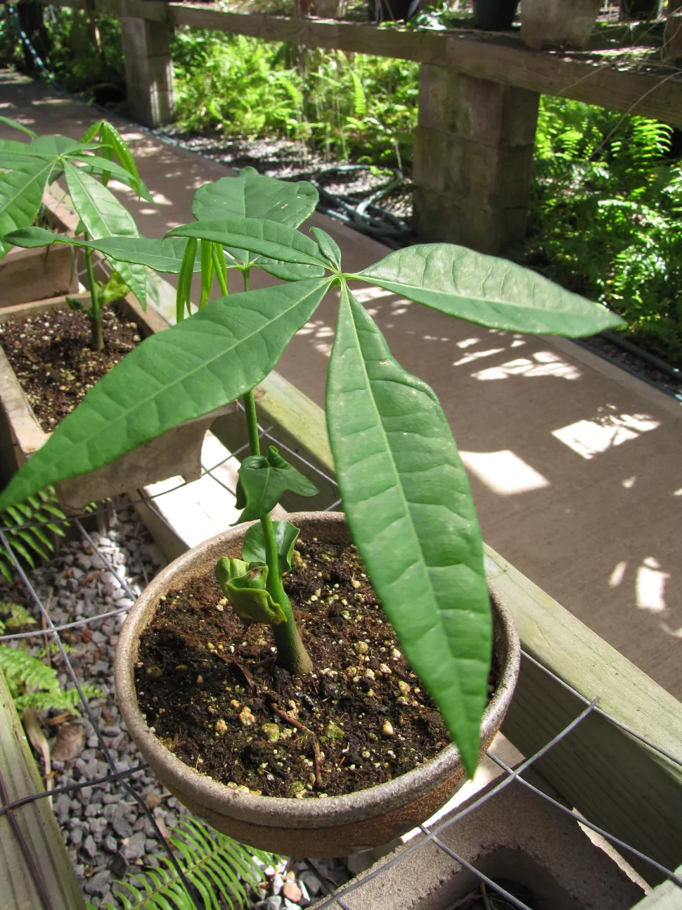 Pachira aquatica in vaso