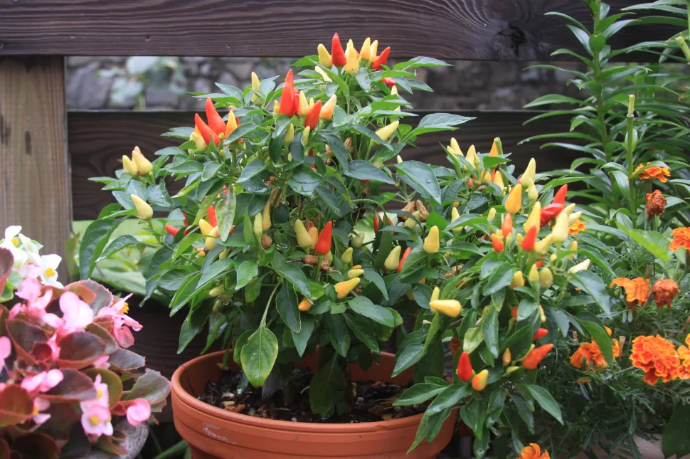 Piment d'ornement Capscium annuum