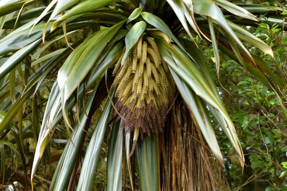 Fleurs Cordyline indivis